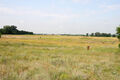 Nesvady_28_6_2013_04.jpg