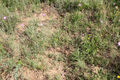 Nesvady_28_6_2013_05.jpg