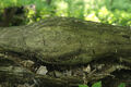 Nove_Mlyny_14_6_2009.jpg