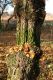 Filename=Opatovice_15_11_2009_04.jpg
Filesize=234KiB
Dimensions=600x900
Date added=Nov 15, 2009 Opatovice_15_11_2009_04.jpg