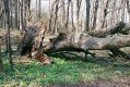 Název souboru=Plav_Podhr_16_4_2003_07.jpg
Velikost souboru=613KB
Rozměry=1024x683
Datum přidání=07.02.2017 Plav_Podhr_16_4_2003_07.jpg