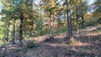 Prosternon_16_10_2024_06.jpg