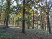 Prosternon_16_10_2024_14.jpg