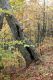 Název souboru=Sas_Podhradie_29_10_2011_03.jpg
Velikost souboru=556KB
Rozměry=600x900
Datum přidání=12.02.2019 Sas_Podhradie_29_10_2011_03.jpg