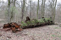 Název souboru=Soutok_1_4_2022_35.jpg
Velikost souboru=578KB
Rozměry=1024x683
Datum přidání=24.12.2022 Soutok_1_4_2022_35.jpg
