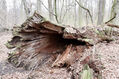 Název souboru=Soutok_1_4_2022_39.jpg
Velikost souboru=557KB
Rozměry=1024x683
Datum přidání=24.12.2022 Soutok_1_4_2022_39.jpg