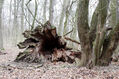 Název souboru=Soutok_1_4_2022_40.jpg
Velikost souboru=565KB
Rozměry=1024x683
Datum přidání=24.12.2022 Soutok_1_4_2022_40.jpg