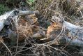 Nom du fichier=StHory_2_5_2012_13.jpg
Taille du fichier=506Ko
Dimensions : 1024x683
Ajouté le : 29 Janvier 2018 StHory_2_5_2012_13.jpg