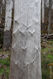 Název souboru=Stozec_30_4_2023_12.jpg
Velikost souboru=451KB
Rozměry=683x1024
Datum přidání=30.06.2023 Stozec_30_4_2023_12.jpg