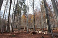 Název souboru=Tesak_30_10_2022_42.jpg
Velikost souboru=615KB
Rozměry=1024x683
Datum přidání=16.12.2022 Tesak_30_10_2022_42.jpg