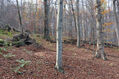 Název souboru=Tesak_30_10_2022_52.jpg
Velikost souboru=640KB
Rozměry=1024x683
Datum přidání=16.12.2022 Tesak_30_10_2022_52.jpg