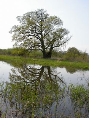 Jarní záplava
Na záplavových lukách mezi obcemi Rogalin a Rogalinek je zjara pohyb ztížen množstvím vody v krajině.
