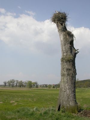 Pozorovatelna
Místní žabobijec má nádherný rozhled
