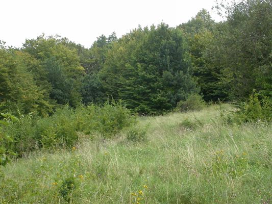 Zábřeh, Humenec 15.6.2010
Zarostlá terasová políčka, biotop Ctenicera pectinicornis
Klíčová slova: Zábřeh Ctenicera pectinicornis