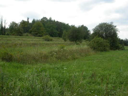 Zábřeh, Humenec 15.6.2010
Zarostlá terasová políčka, biotop Ctenicera pectinicornis
Schlüsselwörter: Zábřeh Ctenicera pectinicornis