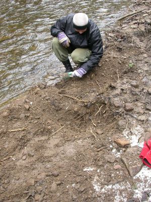 Staré Hamry, Černá, 14.4.2012 
Meandr Černé Ostravice, biotop Ctenicera heyeri. Pátrání po larvách
Klíčová slova: Beskydy Staré Hamry Černá Ostravice Ctenicera heyeri Mertlik