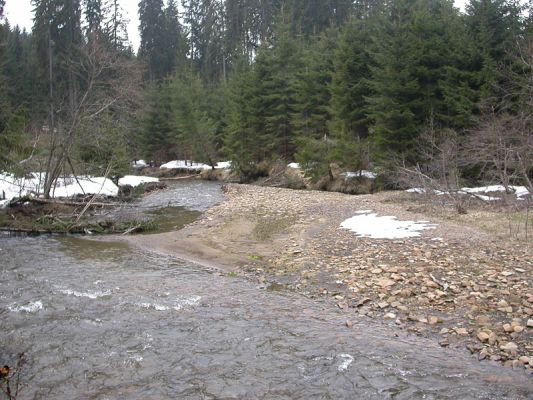 Staré Hamry, Černá, 14.4.2012 
Šterkové náplavy Černé Ostravice
Mots-clés: Beskydy Staré Hamry Černá Ostravice Ctenicera heyeri