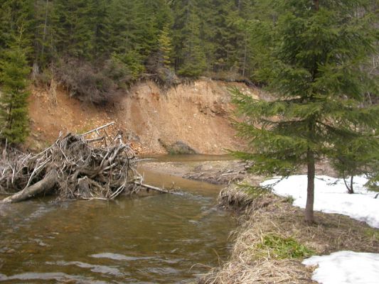 Staré Hamry, Černá, 14.4.2012 
Meandr Černé Ostravice
Klíčová slova: Beskydy Staré Hamry Černá Ostravice Ctenicera virens heyeri