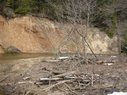 Staré Hamry, Černá, 14.4.2012 
Meandr Černé Ostravice
Mots-clés: Beskydy Staré Hamry Černá Ostravice Ctenicera virens heyeri