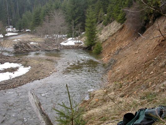 Staré Hamry, Černá, 14.4.2012 
Meandry Černé Ostravice, biotop Ctenicera heyeri a C. virens
Klíčová slova: Beskydy Staré Hamry Černá Ostravice Ctenicera virens heyeri