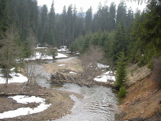 Staré Hamry, Černá, 14.4.2012 
Meandry Černé Ostravice
Mots-clés: Beskydy Staré Hamry Černá Ostravice Ctenicera virens heyeri