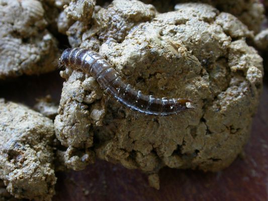 Staré Hamry, Černá, 14.4.2012 
larva Ctenicera heyeri
Schlüsselwörter: Beskydy Staré Hamry Černá Ostravice Ctenicera heyeri