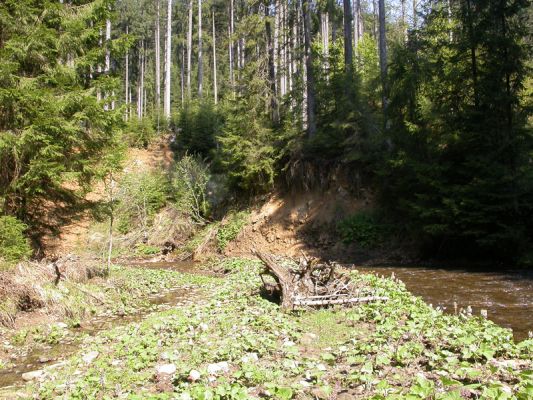 Staré Hamry, Černá, 5.5.2012 
Štěrkový náplav a sutý břeh Černé Ostravice, biotop Ctenicera heyeri a C. virens
Mots-clés: Beskydy Staré Hamry Černá Ostravice Ctenicera virens heyeri