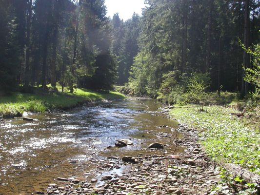 Staré Hamry, Černá, 5.5.2012 
Štěrkové náplavy Černé Ostravice
Schlüsselwörter: Beskydy Staré Hamry Černá Ostravice Ctenicera heyeri