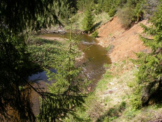 Staré Hamry, Černá, 5.5.2012 
Štěrkový náplav a výsepový břeh Černé Ostravice, biotop Ctenicera heyeri a C. virens
Mots-clés: Beskydy Staré Hamry Černá Ostravice Ctenicera virens heyeri