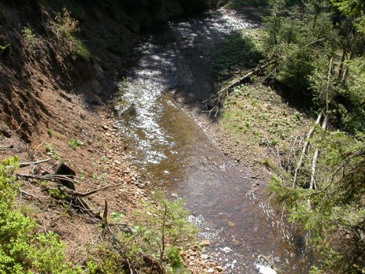 Staré Hamry, Černá, 5.5.2012 
Šterkový náplav a výsepový břeh Černé Ostravice, biotop Ctenicera heyeri a C. virens
Klíčová slova: Beskydy Staré Hamry Černá Ostravice Ctenicera virens heyeri