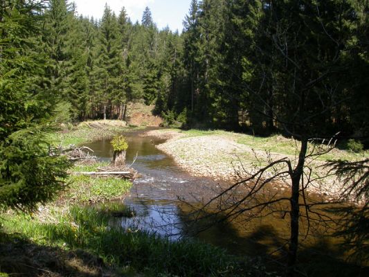 Staré Hamry, Černá, 5.5.2012 
Meandry Černé Ostravice, biotop Ctenicera heyeri a C. virens
Keywords: Beskydy Staré Hamry Černá Ostravice Ctenicera virens heyeri