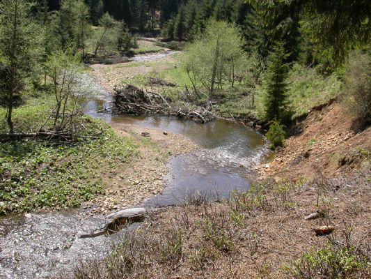 Staré Hamry, Černá, 5.5.2012 
Meandry Černé Ostravice, biotop Ctenicera heyeri a C. virens
Klíčová slova: Beskydy Staré Hamry Černá Ostravice Ctenicera virens heyeri