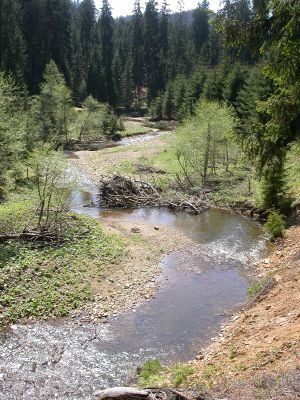 Staré Hamry, Černá, 5.5.2012 
Šterkový náplav a výsepový břeh Černé Ostravice, biotop Ctenicera heyeri a C. virens
Schlüsselwörter: 	Beskydy Staré Hamry Černá Ostravice Ctenicera virens heyeri