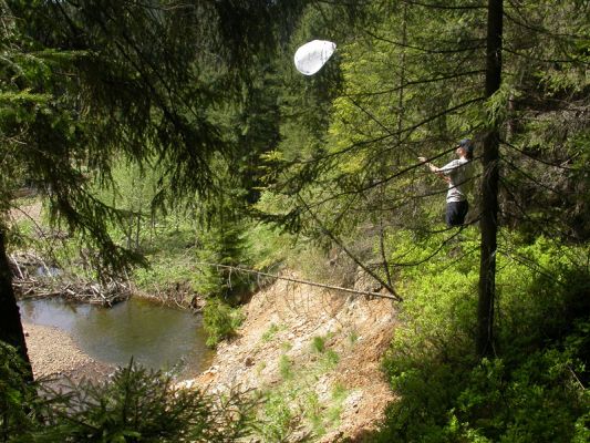 Staré Hamry, Černá, 11.5.2012 
Odchyt C. virens na výsepovém břehu
Klíčová slova: Beskydy Staré Hamry Černá Ostravice Ctenicera virens