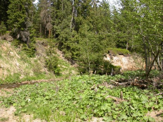 Staré Hamry, Černá, 11.5.2012 
Meandr Černé Ostravice
Klíčová slova: Beskydy Staré Hamry Černá Ostravice Ctenicera virens heyeri