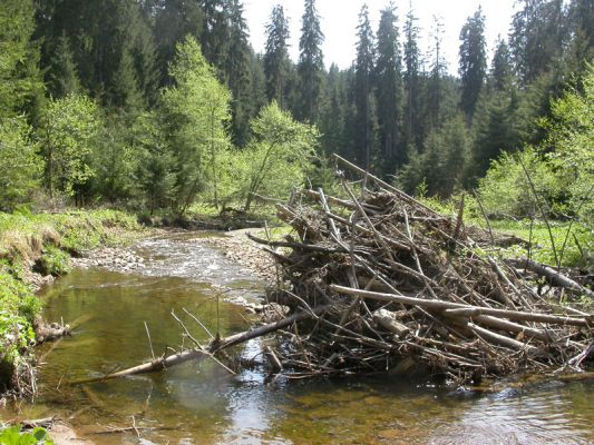 Staré Hamry, Černá, 11.5.2012 
Meandr Černé Ostravice
Klíčová slova: Beskydy Staré Hamry Černá Ostravice Ctenicera virens heyeri