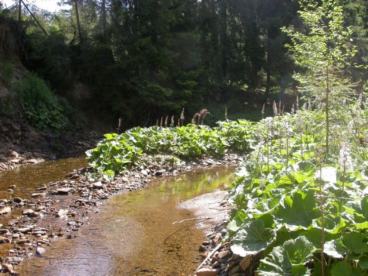 Staré Hamry, Černá, 28.5.2012
Meandry Černé Ostravice, biotop Ctenicera heyeri
Klíčová slova: Beskydy Staré Hamry Černá Ostravice Ctenicera virens heyeri