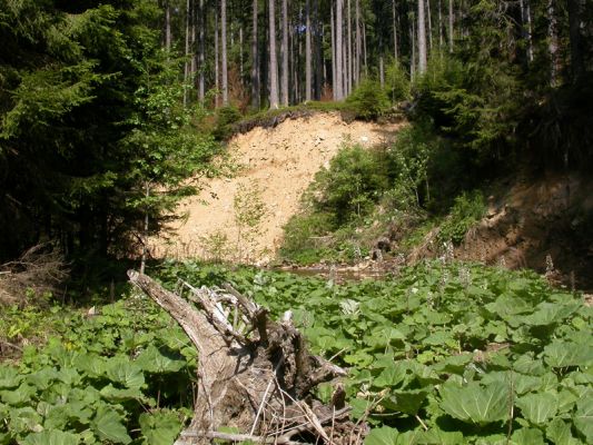 Staré Hamry, Černá, 28.5.2012
Meandry Černé Ostravice, biotop Ctenicera virens a C. heyeri
Klíčová slova: Beskydy Staré Hamry Černá Ostravice Ctenicera virens heyeri