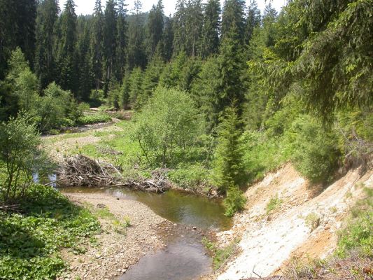 Staré Hamry, Černá, 28.5.2012
Meandry Černé Ostravice, biotop Ctenicera virens a C. heyeri
Mots-clés: Beskydy Staré Hamry Černá Ostravice Ctenicera virens heyeri