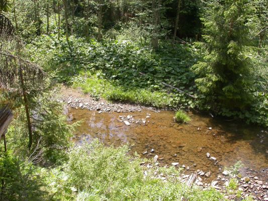 Staré Hamry, Černá, 28.5.2012
Černá Ostravice
Mots-clés: Beskydy Staré Hamry Černá Ostravice Ctenicera virens heyeri