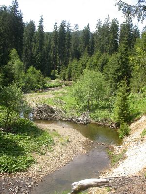 Staré Hamry, Černá, 28.5.2012
Meandry Černé Ostravice
Schlüsselwörter: Beskydy Staré Hamry Černá Ostravice Ctenicera virens heyeri