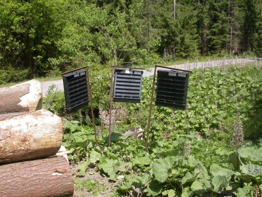 Staré Hamry, Černá, 28.5.2012
Kůrovcové lapače u přítoku Černé Ostravice, zde se dají často zastihnout imaga C. heyeri
Schlüsselwörter: Beskydy Staré Hamry Černá Ostravice Ctenicera heyeri