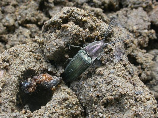 Staré Hamry, Černá, 14.4.2012
Ctenicera heyeri v kukelní kolébce
Schlüsselwörter: Beskydy Staré Hamry Černá Ostravice Ctenicera heyeri