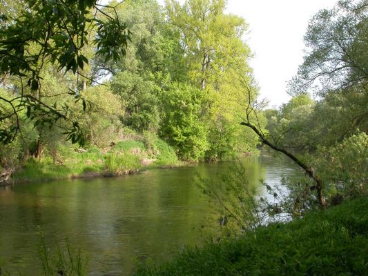 Meandr Labe u obce Borek
Mělký proudný úsek řeky. Ideální biotop bolena dravého.
