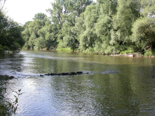 Labe při nízkém stavu vody
Pohled směrem k místům budoucího silničního mostu rychlostní komunikace R35. Jako bychom snad ani nebyli mezi dvěma stotisícovými městskými aglomeracemi.
