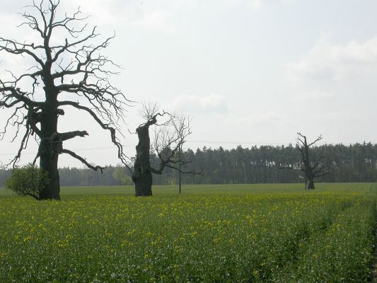 Pole řepky za obcí Nowa Wies
Řídce rozeseté pomníky zašlých časů v intenzívně využívané krajině
