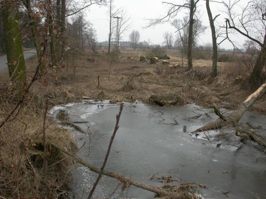 V tůni (únor 2004 )
To nám to tady krásně prokouklo !
