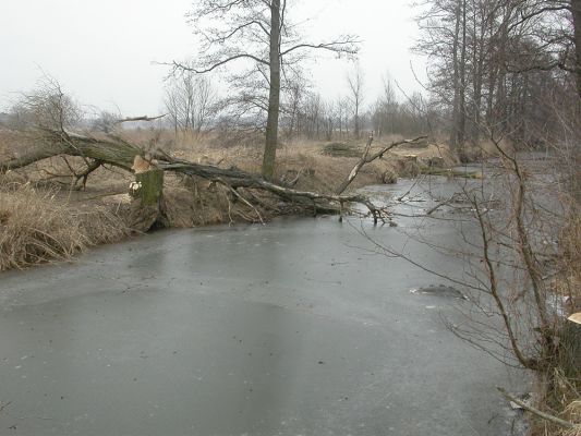 V tůni ( únor 2004 )
Staré a nemocné ustupuje novému a zdravému. 
