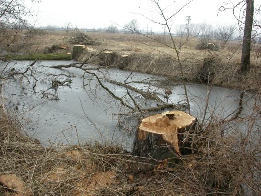 V tůni (únor 2004)
Sarumanovi skřeti se rozhodli neponechat nic živého.
