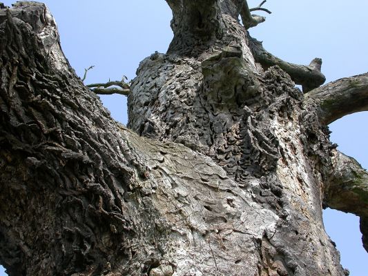 Duby u obce Nowa Wies
Invaze Tesaříka obrovského (Cerambyx cerdo) byla pro osluněné kmeny zdejších solitérních dubů poslední ranou.
